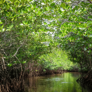 A photo of a lush mangrove forest with a narrow waterway flowing through it. The trees have dense green foliage and intricate root systems that extend into the water. Sunlight filters through the canopy, casting dappled shadows on the water's surface.