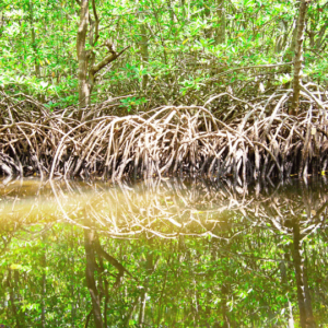 A dense mangrove forest in Bali with a focus on the tangled, intricate network of roots emerging from the water. The reflection of the roots and greenery is visible on the calm water's surface, creating a mirror-like effect. The vibrant green leaves and the complex root system emphasize the rich biodiversity of Bali's coastal ecosystems, which can be explored during fast boat tours