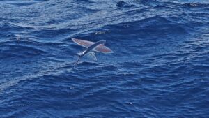 Flying Fish