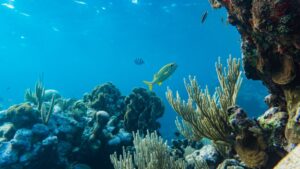 Reef Fish