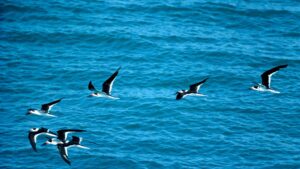 Sea Birds