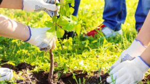 Volunteer Opportunities